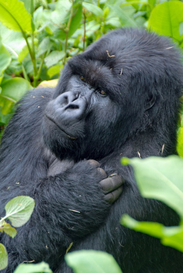 Gorilla Trekking in Uganda